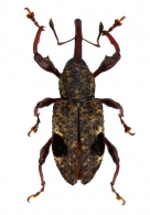 MOLYTINAE Gen. sp. 