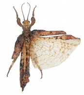 PHASMATODEA  Jacobson & Bianchi, 1902