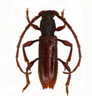 PIEZOCERINI Gen.sp.