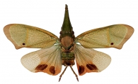 ODONPTERINA  Metcalf, 1938