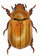 PELIDNOTINA  Burmeister, 1844  