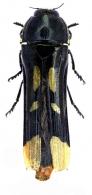 STIGMODERINI  Lacordaire, 1857  