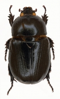 PENTODONTINI  Burmeister, 1847