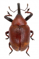 CLEOGONINI Gistel, 1856