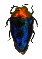 TRACHEINI  Laporte, 1835