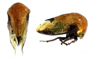 CYMBOMORPHINI  Haupt, 1929