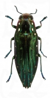 PTEROBOTHRINI Volkovitsh, 2001