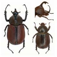 DYNASTINI  MacLeay, 1819