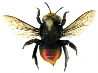 EUGLOSSINI Latreille,  1802