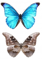 MORPHINAE Newman, 1834
