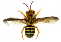 MEGACHILINI  Latreille,  1802