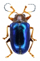 EUMOLPINAE  Hope, 1840