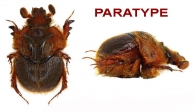 BOLBOCERATIDAE  Scholtz & Browne, 1996