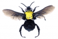 HYMENOPTERA  Linnaeus,  1758