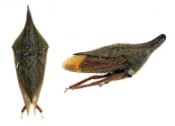MEMBRACINAE Rafinesque, 1815