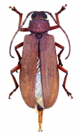 ARCHETYPINA  Lameere, 1912