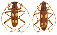 HESPEROPHANINA  Mulsant, 1839