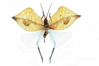 ORTHOPTERA Latreille, 1793