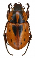 CYCLOCEPHALINI  Laporte, 1840