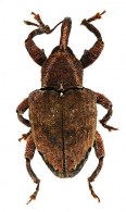 CONOTRACHELINI Jekel  1865