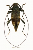 ACANTHOCININI Gen. sp. 