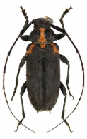  LAMIINAE Latreille, 1825