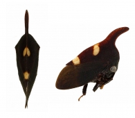 MEMBRACINI Rafinesque, 1815
