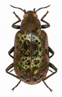 STENOCHIINAE Kirby, 1837 