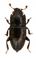 ZOPHERIDAE Solier, 1834