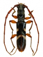 TROPIDINI Gen. sp.