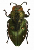CHRYSOBOTHRINI  Gory & Laporte, 1838 