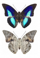 CHARAXINAE Doherty, 1886