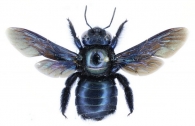 XYLOCOPINI  Latreille,  1802