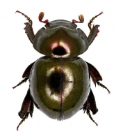 CERATOCANTHIDAE Cartwright & Gordon, 1971