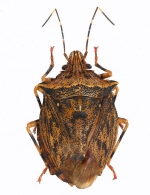 PENTATOMIDAE Leach, 1815