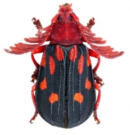 TRACHYDERINA Dupont, 1836