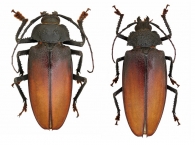 BASITOXINA  Lameere, 1912