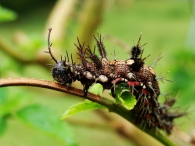 Insectes vivants "in situ".
