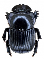 SCARABAEINAE  Latreille, 1802
