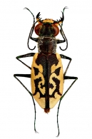 CARABIDAE  Latreille,  1802