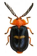 HISPINAE  Gyllenhal, 1813