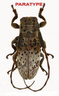 ONCIDERINI ONCIDERINA  Thomson, 1860