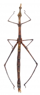 PROSCOPIINAE Serville, 1838