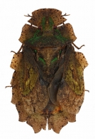 PHLOEIDAE Amyot & Serville, 1843