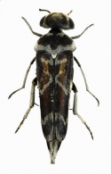 MORDELLIDAE  Latreille,  1810