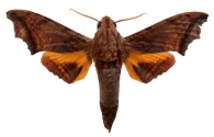 LEPIDOPTERA  Linnaeus,  1758