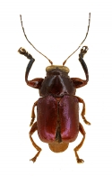 CRYPTOCEPHALINAE Gyllenhaal, 1813