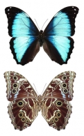 NYMPHALIDAE Swainson, 1927
