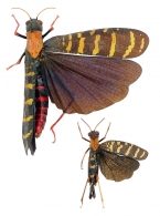 COPIOCERINAE Brunner von Wattenwyl, 1893