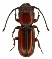 PASSANDRIDAE  Erichson, 1845